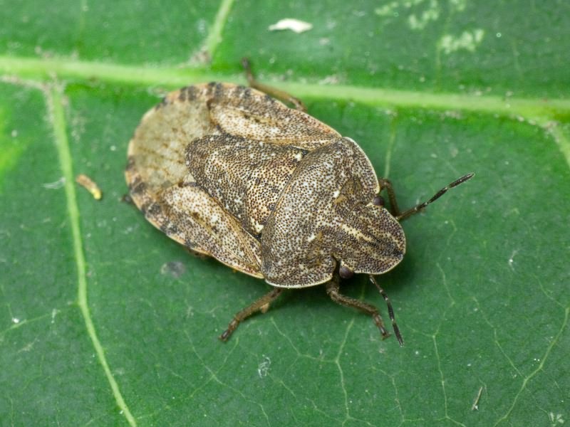 Sciocoris distinctus Fieber, 1851